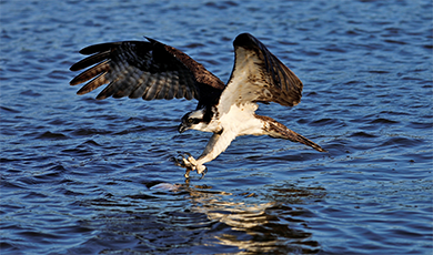 Rogue Currents Literary Magazine logo with osprey flying over the open sea illustration