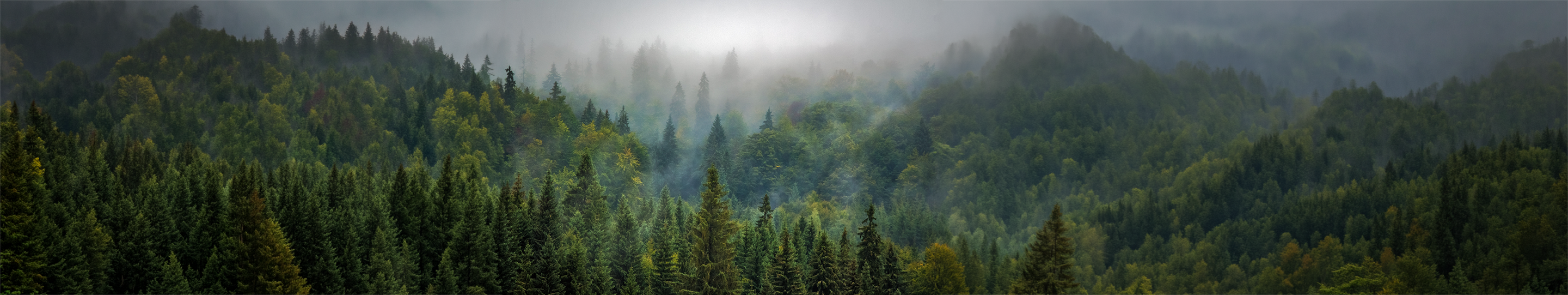 Oregon trees in fog